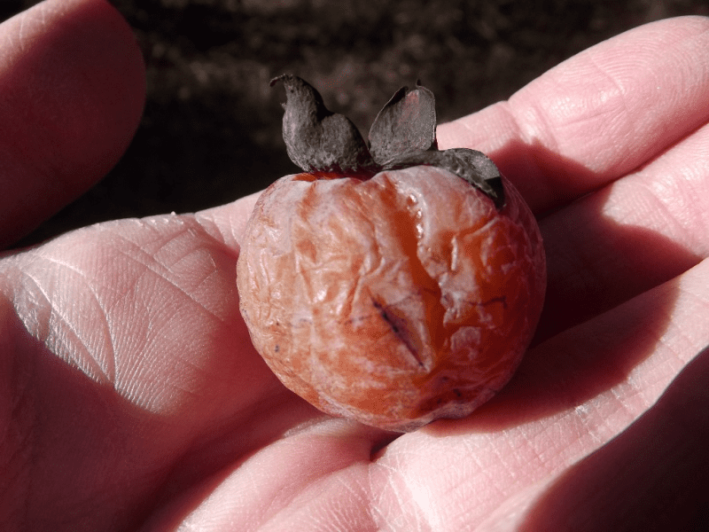 How to make persimmon pudding