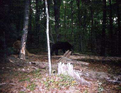 Bear at ccc camp smokemont