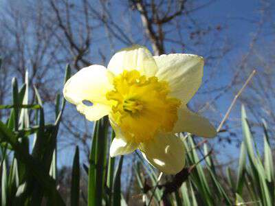 My life in appalachia march flowers