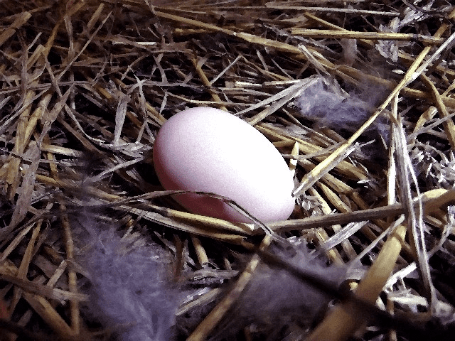 Easter In Appalachia how to dye eggs naturally