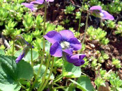 Wild Violets Are Edible & Medicinal