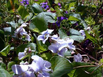 White and purple wild violets