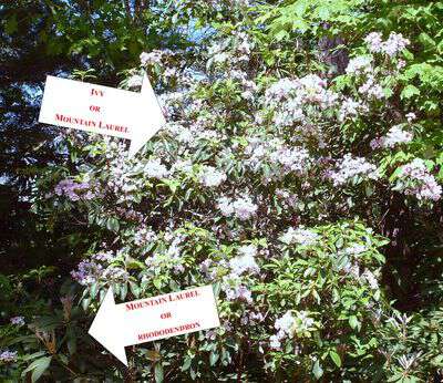 The difference between mountain laurel and rhododendron