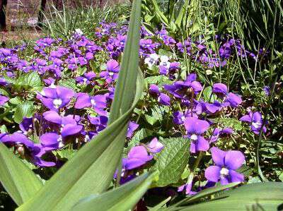 Carpet of violets