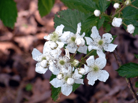 Appalachia Through My Eyes - Blackberry Winter