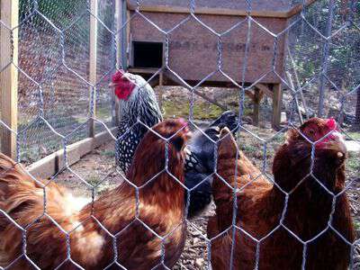 Raising chickens in western nc
