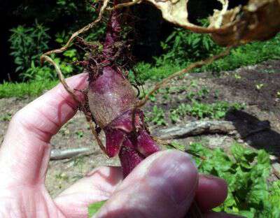 Poor year for beets and radishes in western nc