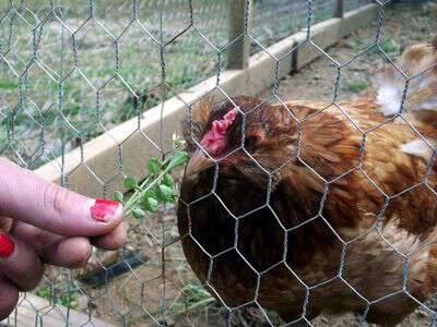 Raising chickens for eggs