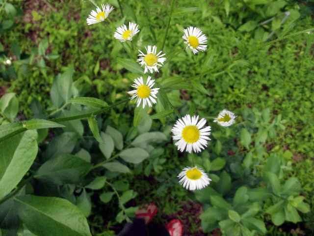 My life in appalachia me and fleabane