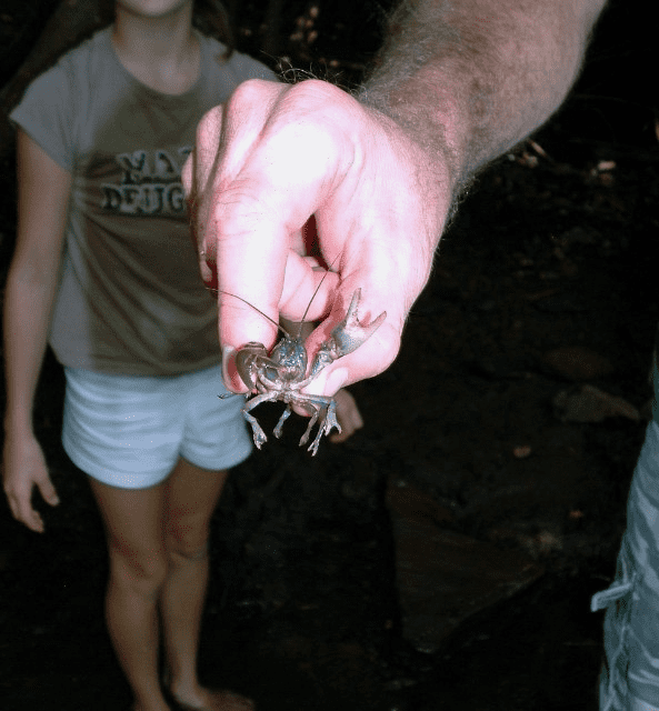 My life in appalachia crawdads