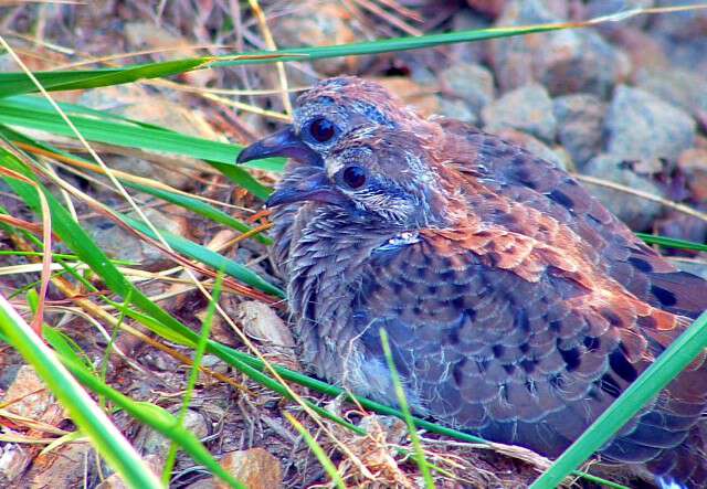 Grouse in NC