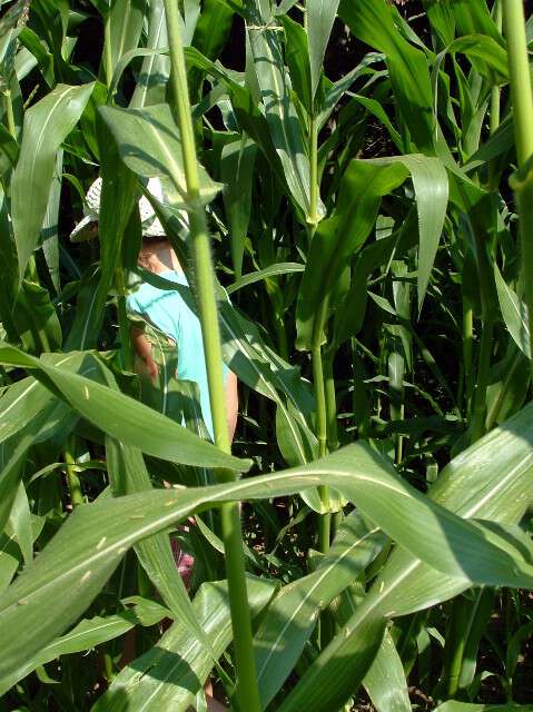 Children_of_the_corn