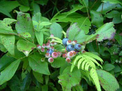 Can you ID these berries? They were found in Blue Ridge Mountains. I  thought they were some sort of wild cherry maybe, but the berries don't  have stems