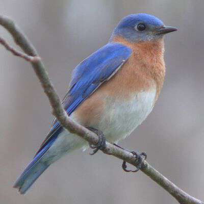 Eastern_Bluebird