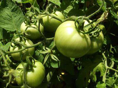 Sow true seed tomatoes