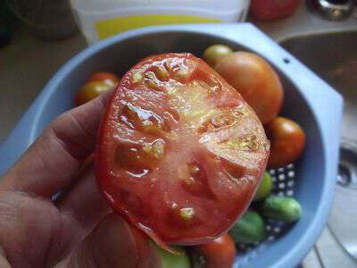 My life in appalachia the first tomato