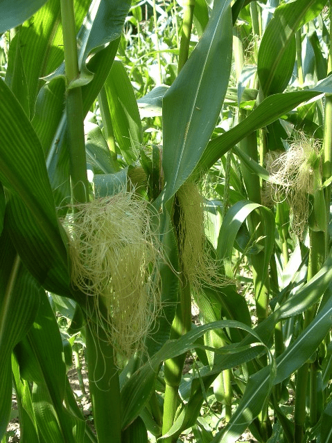 Corn in western nc