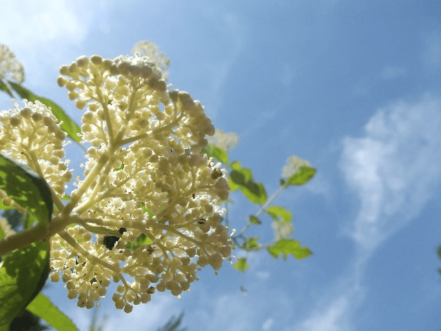 My life in appalachia wild hydrangea