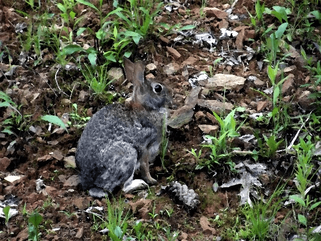 My life in appalachia rabbits stand stock still
