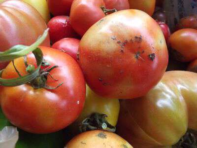 Heirloom tomatoes in nc