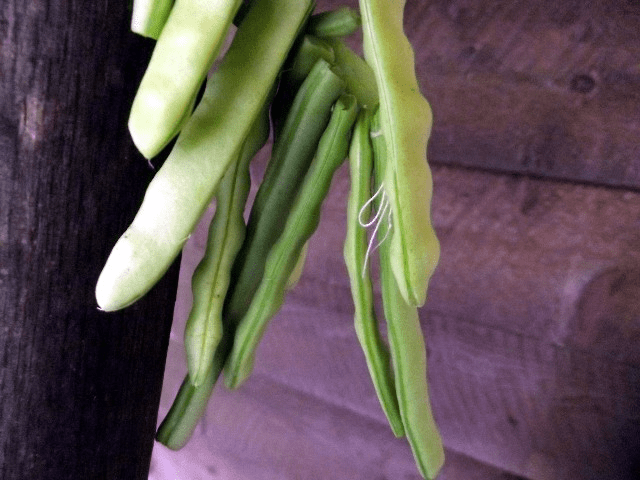 Old time leather britches green beans