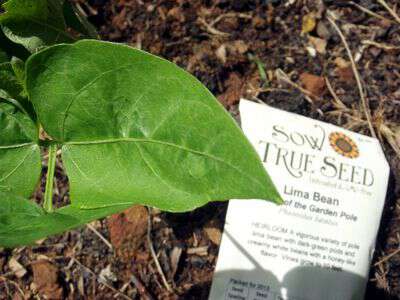 Sow true seed lima bean pole