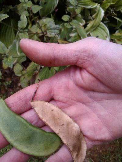 Sow true seed lima bush henderson bean