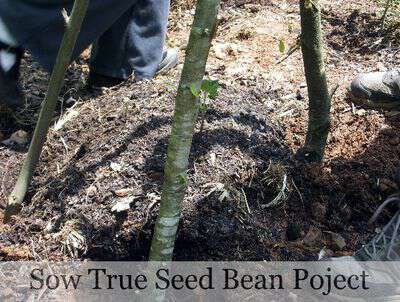 Sow true bean project