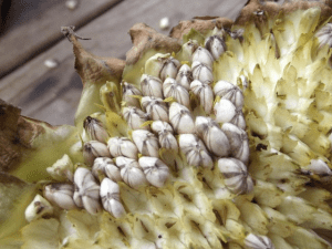 How to roast sunflower seeds