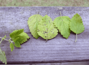 My life in appalachia mint