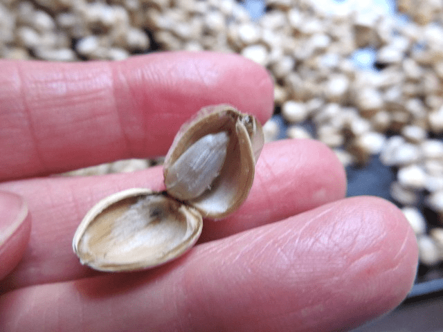 Roasting sunflower seeds that you grew from flowers