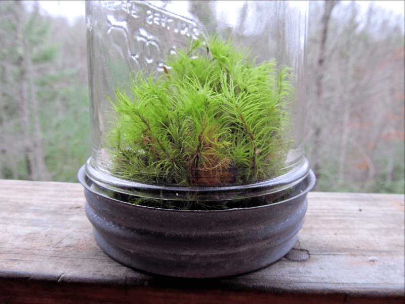 Using moss to decorate with