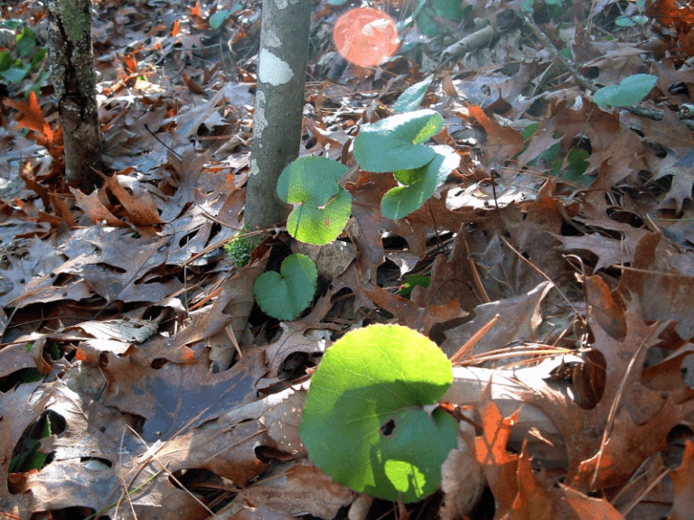 Galax