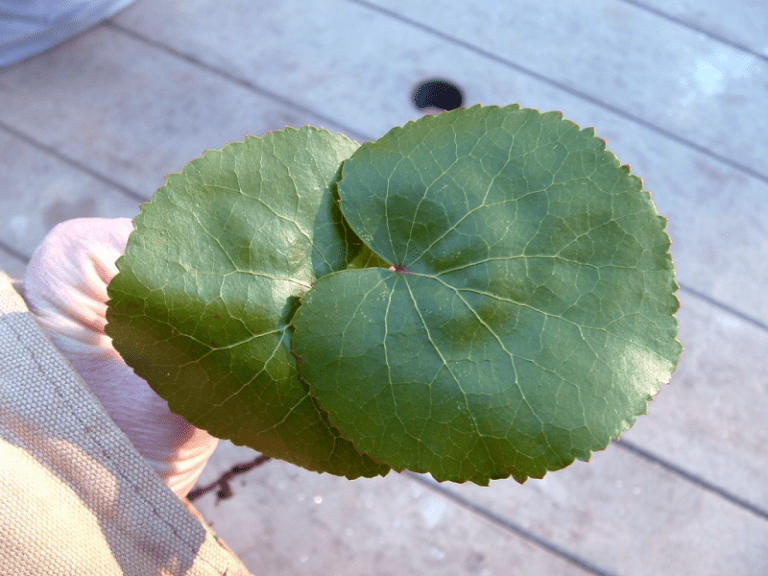 Selling galax in western nc