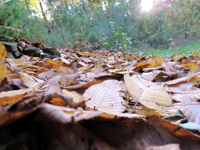 Fallen Leaves by paul and jerry wilson