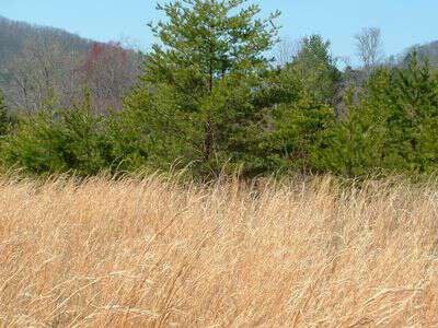 My life in appalachia broom sage makes a comeback