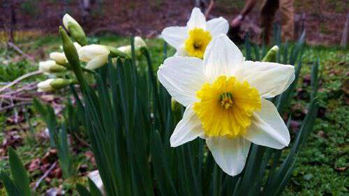 my-life-in-Appalachia-Lost-Lillies