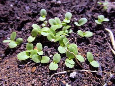 Black seeded simpson lettuce sow true seed