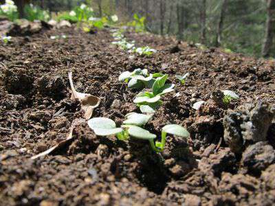 Radishes sow true seed