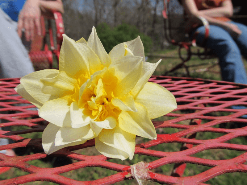 Ten Thousand Daffodils