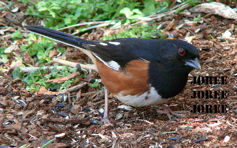 Joree bird in appalachia