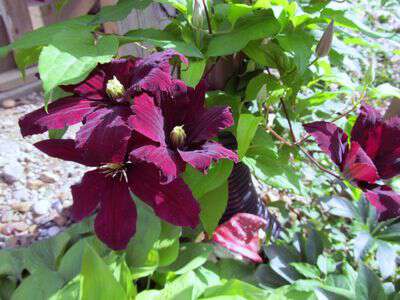 Clematis in appalachia