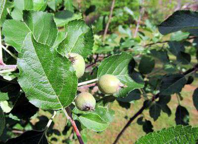 Growing apples in appalachia