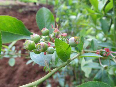 Blueberries in appalahcia