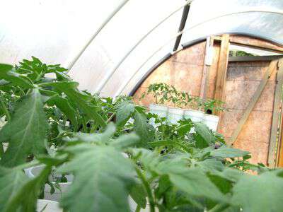 Growing tomatoes in appalachia