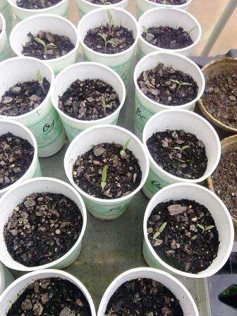 may 2014 tomato seedlings