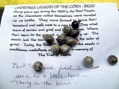 Cherokee Legend of the Corn Bead