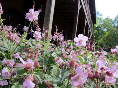 Yards in appalachia