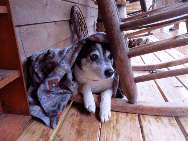Wild bill afraid of the storm