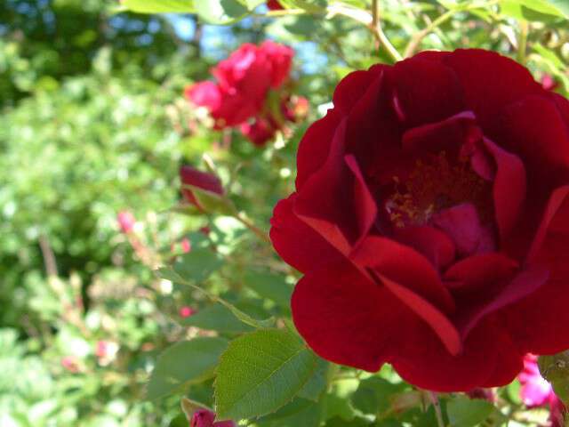 On Mother's day I wear red